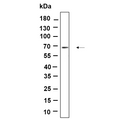 U-Blot® AMPK α1/2 (Phospho-Thr183/Thr172) Rabbit Monoclonal Antibody – Figure 1 of 1