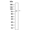 U-Blot® BIRC2 Rabbit Monoclonal Antibody – Figure 1 of 1