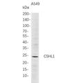 U-Blot® CSHL1 Rabbit Monoclonal Antibody – Figure 1 of 1