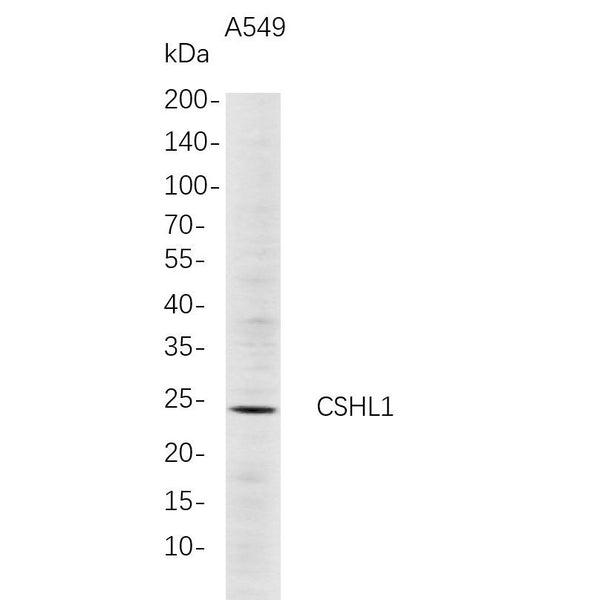 U-Blot® CSHL1 Rabbit Monoclonal Antibody – Figure 1 of 1
