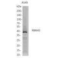 U-Blot® RBM43 Rabbit Monoclonal Antibody – Figure 1 of 1