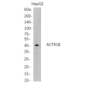 U-Blot® ACTR1B Rabbit Monoclonal Antibody – Figure 1 of 1