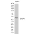 U-Blot® DPEP3 Rabbit Monoclonal Antibody – Figure 1 of 1