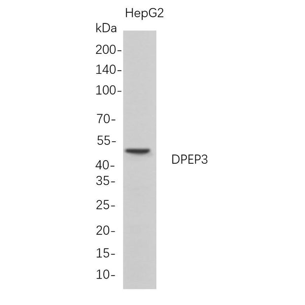 U-Blot® DPEP3 Rabbit Monoclonal Antibody – Figure 1 of 1
