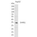 U-Blot® DHRS1 Rabbit Monoclonal Antibody – Figure 1 of 1