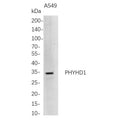 U-Blot® PHYHD1 Rabbit Monoclonal Antibody – Figure 1 of 1