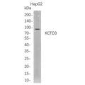 U-Blot® KCTD3 Rabbit Monoclonal Antibody – Figure 1 of 1