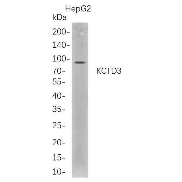 U-Blot® KCTD3 Rabbit Monoclonal Antibody – Figure 1 of 1