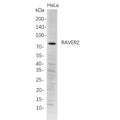 U-Blot® RAVER2 Rabbit Monoclonal Antibody – Figure 1 of 1