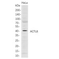U-Blot® ACTL8 Rabbit Monoclonal Antibody – Figure 1 of 1