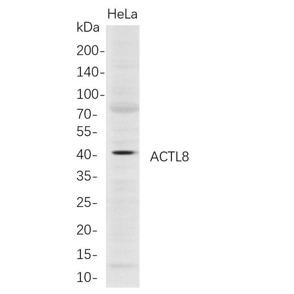 U-Blot® ACTL8 Rabbit Monoclonal Antibody – Figure 1 of 1