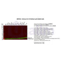 U-Blot® Histone H3 (Tri Methyl Lys9) Rabbit Monoclonal Antibody – Figure 1 of 2