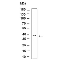 U-Blot® STML2 Rabbit Monoclonal Antibody – Figure 1 of 1