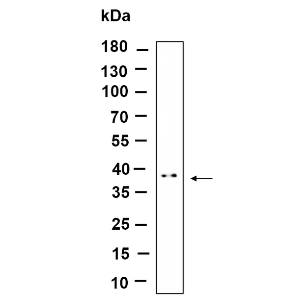 U-Blot® STML2 Rabbit Monoclonal Antibody – Figure 1 of 1