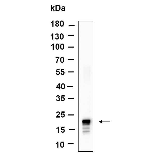 U-Blot® Histone H3 (Acetyl Lys14) Rabbit Monoclonal Antibody – Figure 1 of 1