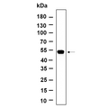 U-Blot® LOX Rabbit Monoclonal Antibody – Figure 1 of 1