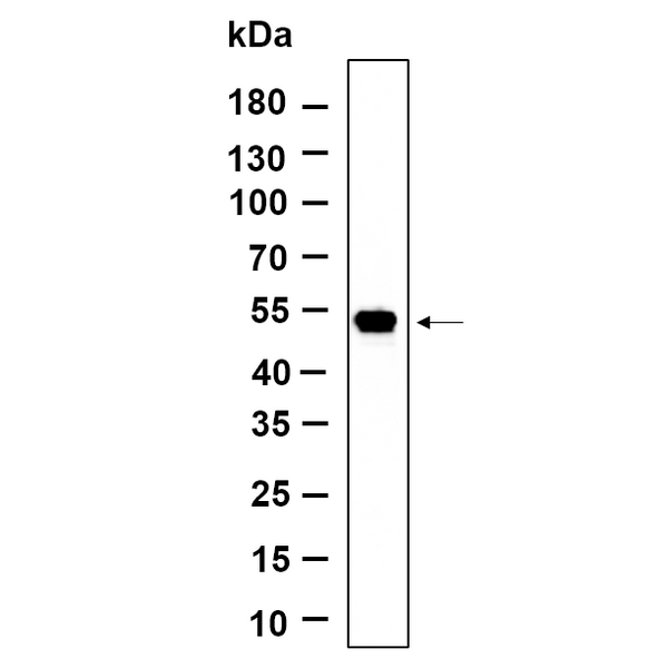 U-Blot® LOX Rabbit Monoclonal Antibody – Figure 1 of 1