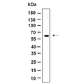 U-Blot® Cytokeratin 10 Rabbit Monoclonal Antibody – Figure 1 of 1