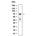 U-Blot® NF2 Rabbit Monoclonal Antibody – Figure 1 of 1