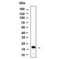 U-Blot® Histone H3 (Tri Methyl Lys79) Rabbit Monoclonal Antibody – Figure 1 of 1