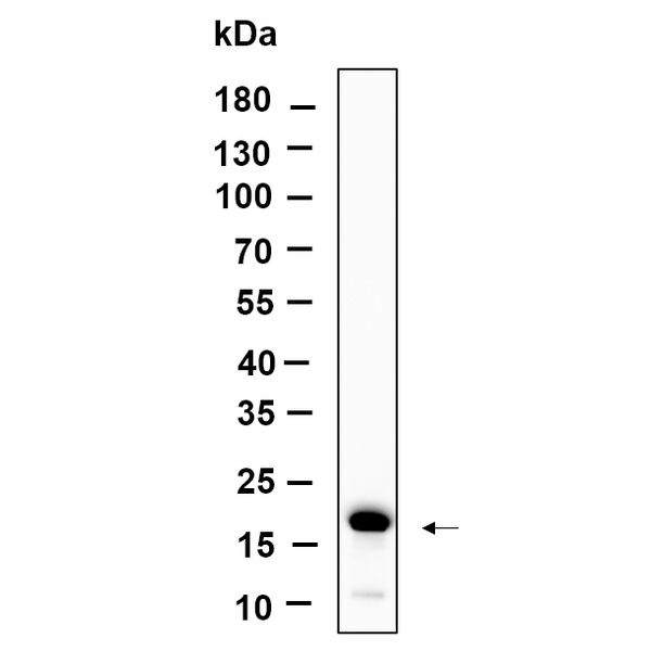 U-Blot® Histone H3 (Tri Methyl Lys79) Rabbit Monoclonal Antibody – Figure 1 of 1