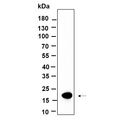 U-Blot® Histone H3 (Mono Methyl Lys9) Rabbit Monoclonal Antibody – Figure 1 of 1