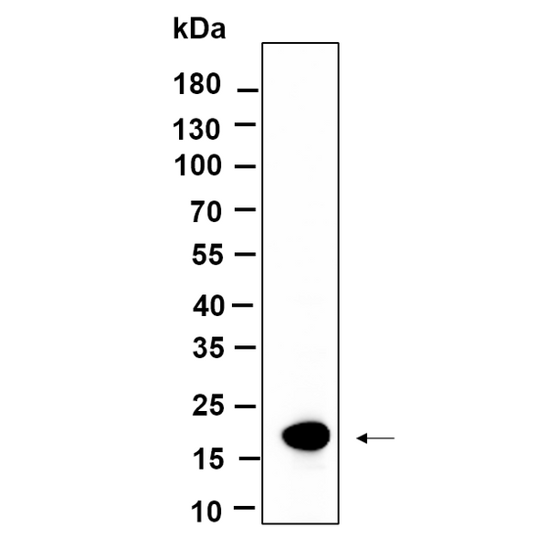 U-Blot® Histone H3 (Mono Methyl Lys9) Rabbit Monoclonal Antibody – Figure 1 of 1