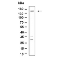 U-Blot® Drosha Rabbit Monoclonal Antibody – Figure 1 of 1