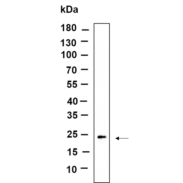 U-Blot® GPX1 Rabbit Monoclonal Antibody – Figure 1 of 1