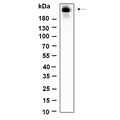 U-Blot® Rpb1 (Phospho Ser5) Rabbit Monoclonal Antibody – Figure 1 of 1