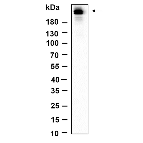 U-Blot® Rpb1 (Phospho Ser5) Rabbit Monoclonal Antibody – Figure 1 of 1