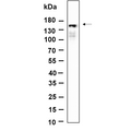 U-Blot® PLCγ1 (Phospho Tyr783) Rabbit Monoclonal Antibody – Figure 1 of 1