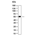 U-Blot® p53 (Acetyl Lys382) Rabbit Monoclonal Antibody – Figure 1 of 1