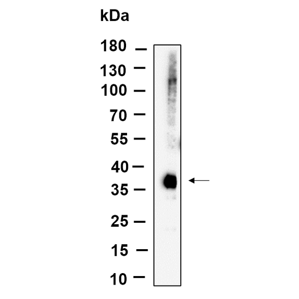 U-Blot® eIF2α (Phospho Ser51) Rabbit Monoclonal Antibody – Figure 1 of 1
