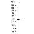 U-Blot® Crk-L Rabbit Monoclonal Antibody – Figure 1 of 1