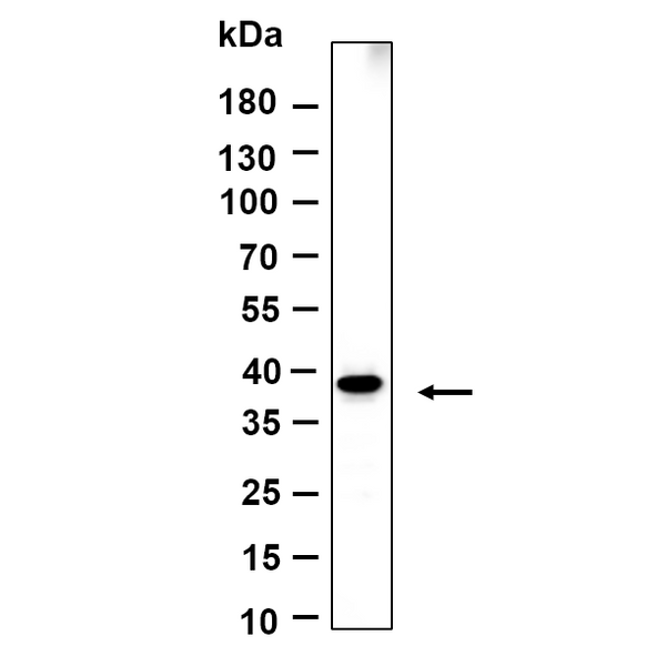 U-Blot® Crk-L Rabbit Monoclonal Antibody – Figure 1 of 1
