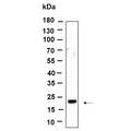 U-Blot® Histone H3 (Di Methyl Lys36) Rabbit Monoclonal Antibody – Figure 1 of 1