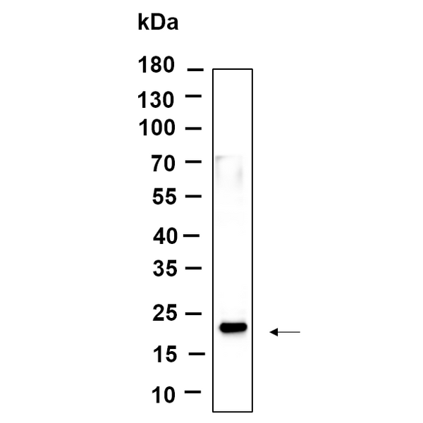 U-Blot® Histone H3 (Di Methyl Lys36) Rabbit Monoclonal Antibody – Figure 1 of 1