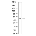 U-Blot® ILK Rabbit Monoclonal Antibody – Figure 1 of 1