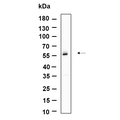 U-Blot® TRAF2 Rabbit Monoclonal Antibody – Figure 1 of 1