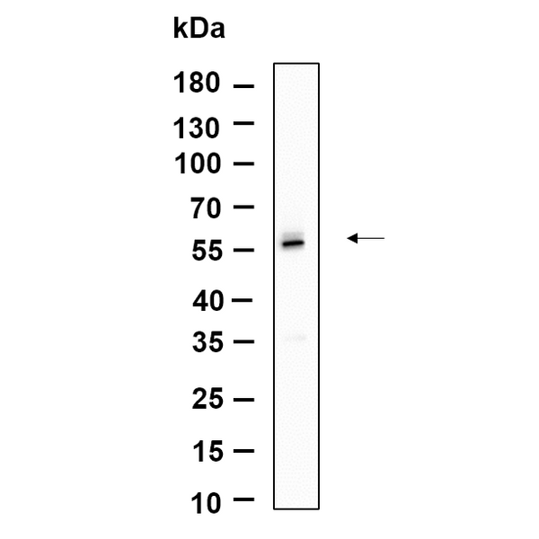 U-Blot® TRAF2 Rabbit Monoclonal Antibody – Figure 1 of 1