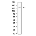 U-Blot® CD11c Rabbit Monoclonal Antibody (PT0885R) – Figure 1 of 1