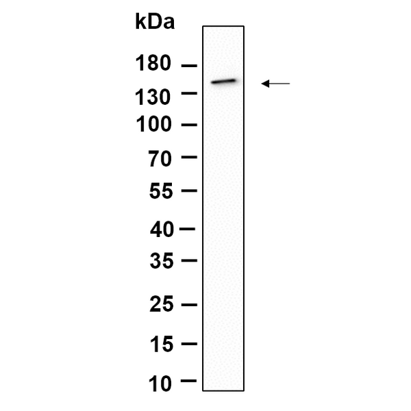 U-Blot® CD11c Rabbit Monoclonal Antibody (PT0885R) – Figure 1 of 1
