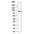 U-Blot® IRAK-1 Rabbit Monoclonal Antibody – Figure 1 of 1