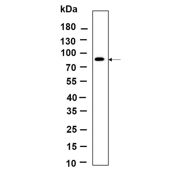 U-Blot® IRAK-1 Rabbit Monoclonal Antibody – Figure 1 of 1