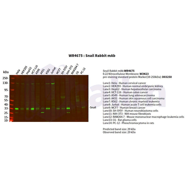 U-Blot® Snail Rabbit Monoclonal Antibody – Figure 1 of 2