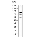 U-Blot® NGFR p75 Rabbit Monoclonal Antibody – Figure 1 of 1