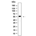 U-Blot® Krs-2 Rabbit Monoclonal Antibody – Figure 1 of 1
