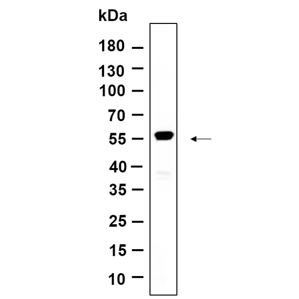 U-Blot® Krs-2 Rabbit Monoclonal Antibody – Figure 1 of 1