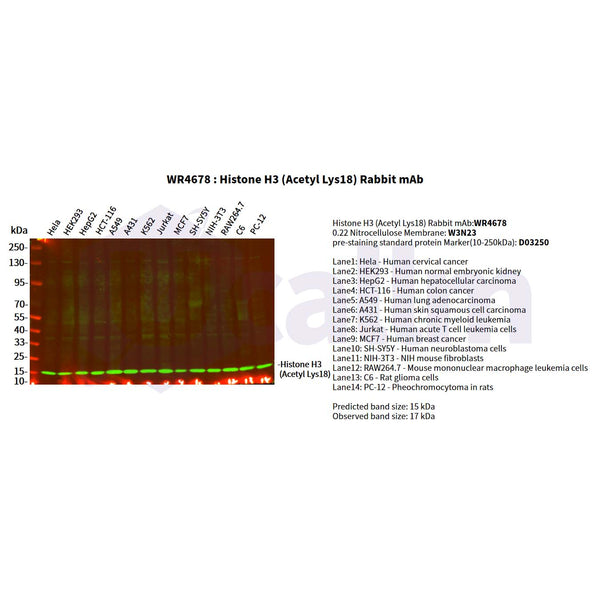 U-Blot® Histone H3 (Acetyl Lys18) Rabbit Monoclonal Antibody – Figure 1 of 2
